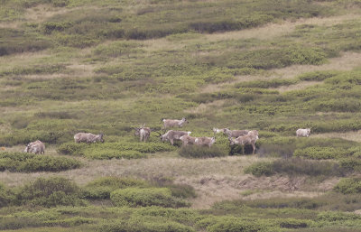 Caribou.
