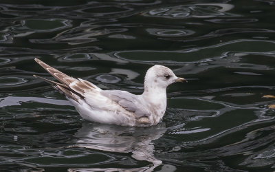 Bonaparte's Gull, immature.