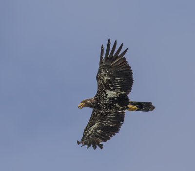 Bald Eagle, juv.