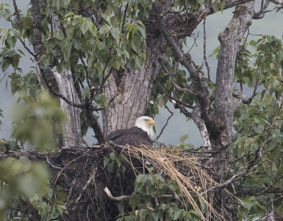 Bald Eagle.