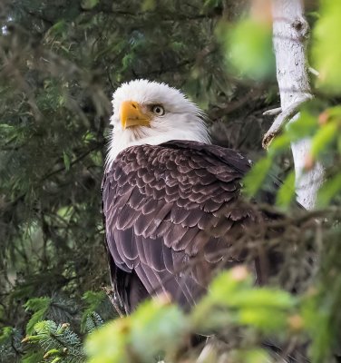 It sat about 15ft above us looking about imperiously.