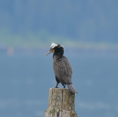 Double-crested cormorant.