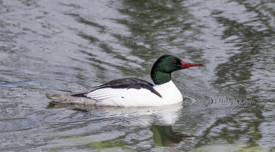 Goosander Male.