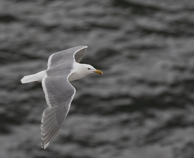 Glaucous-winged gull.
