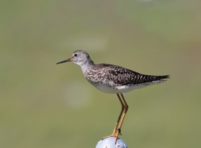 Lesser Yellowlegs.