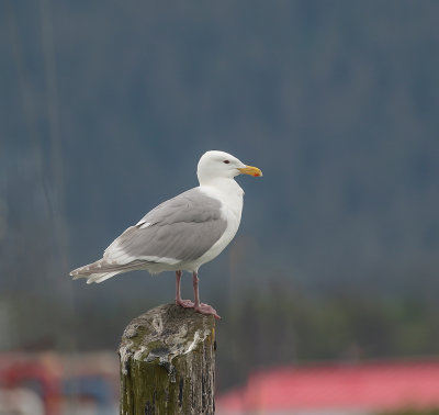 Glaucous-winged gull.