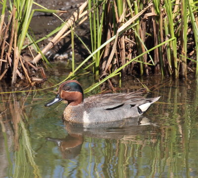 Green-winged teal.