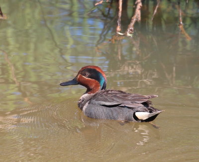 Green-winged teal.