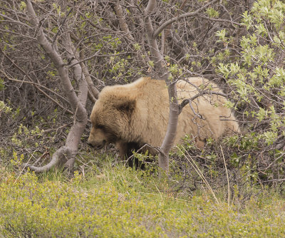Grizzly Bear