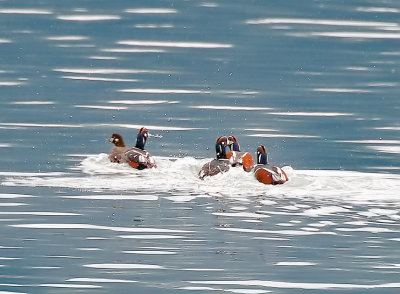 Harlequin duck.