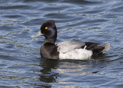 Lesser Scaup.