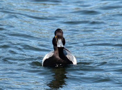 Lesser Scaup
