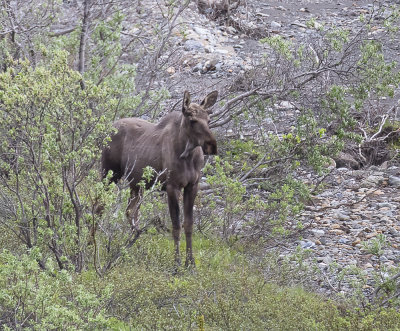 Moose.