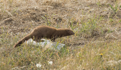Mink.