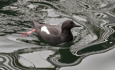 Pigeon guillemot.