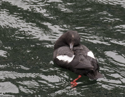 Pigeon Guillemot.