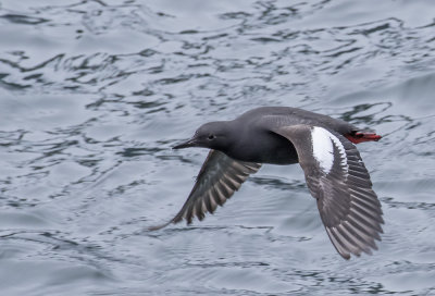 Pigeon Guillemot.