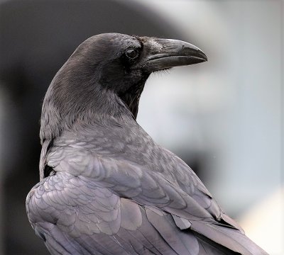 Raven.