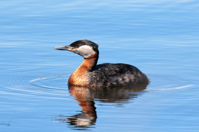 Red-necked grebe.