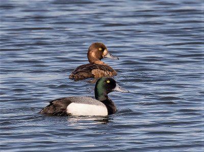 Greater Scaup pair. 