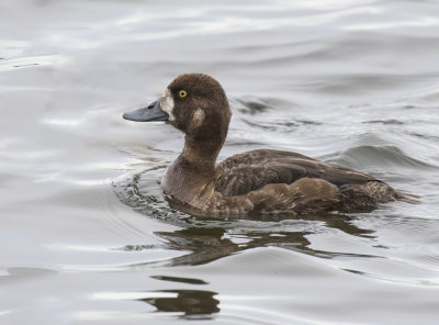 Greater Scaup, female.