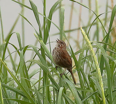 Song Sparrow.