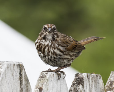 Song Sparrow.