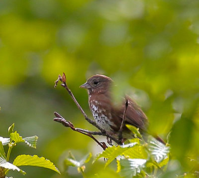 Sooty Fox Sparrow.