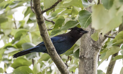 Steller's jay.