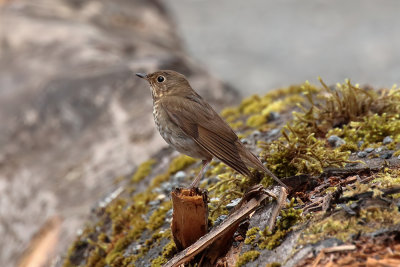 Swainson's thrush.