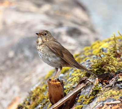 Swainson's thrush.