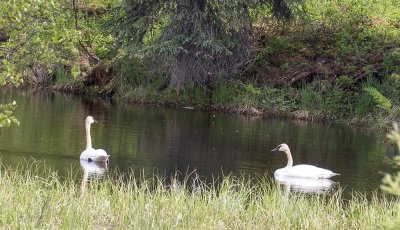 Trumpeter Swan pair.