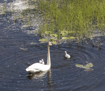 Trumpeter Swan.