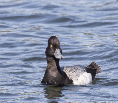 Lesser Scaup.