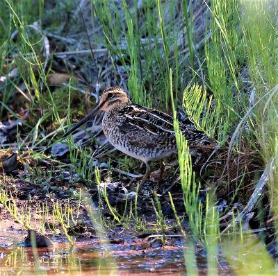Wilson's Snipe.