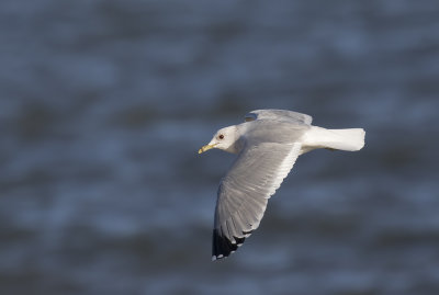 Common Gull.