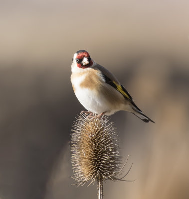 Goldfinch.