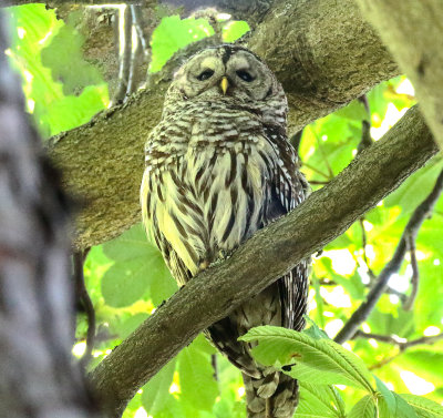 Barred Owl, female.