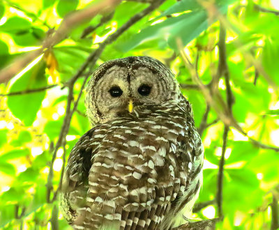 Barred Owl, male.