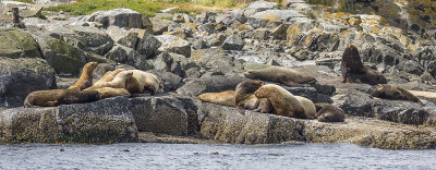 California and Steller's sealions.