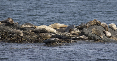 Harbour Seal haul out.