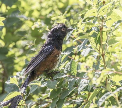 Spotted Towhee.