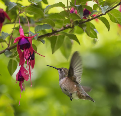 Rufous-sided Hummingbird.