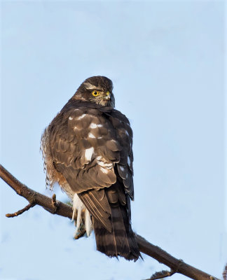 Sparowhawk,female.