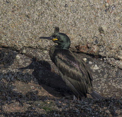 Shag.