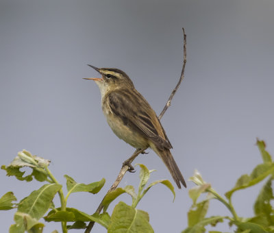 Sedge Warbler.