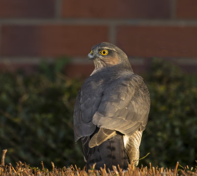 Sparrowhawk, male.