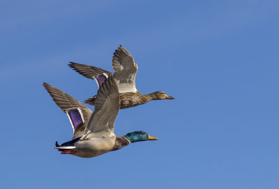 Mallard, pair.