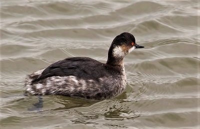 Black-necked Grebe.