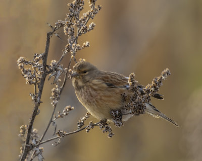Linnet.